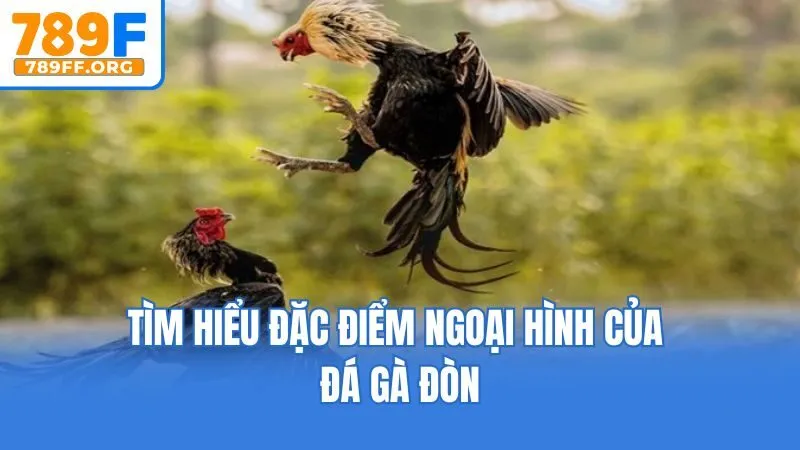 Tìm hiểu đặc điểm ngoại hình của đá gà đòn